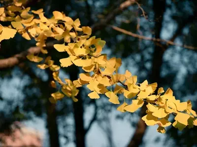 El Ginkgo Biloba en Maceta: Guía Esencial para su Cultivo y Esplendor Otoñal