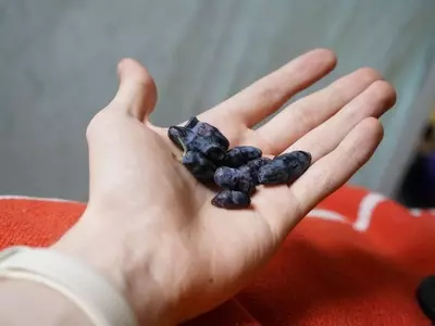 La Madreselva Azul: Un Cultivo Excepcional para Climas Fríos y Productores Innovadores