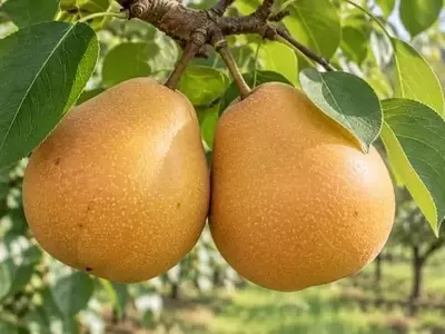 BRS Áurea: La Innovadora Pera Brasileña que Revoluciona la Producción con Alto Rendimiento y Resistencia