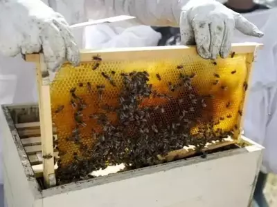 La grave sequía amenaza a las abejas de Ibiza y reduce drásticamente la producción de miel