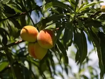 Parques eólicos de Texas: Un aliado inesperado contra las heladas agrícolas