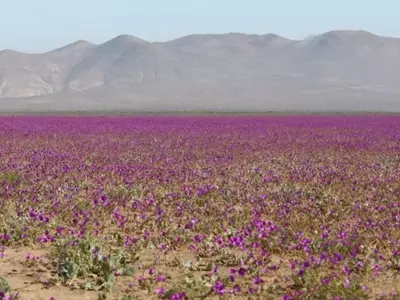 El Desierto Florido de Atacama: Un Espectáculo Natural Inigualable