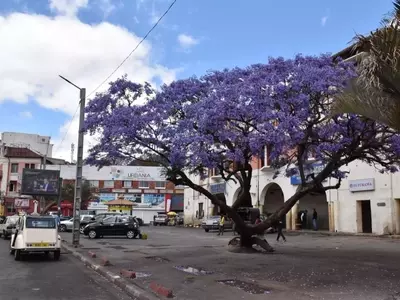 Árboles Compactos: Belleza Natural para Cada Rincón