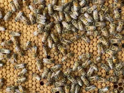 Innovación Apícola: Argentina Lidera la Selección de Abejas Reina Adaptadas al Entorno Local