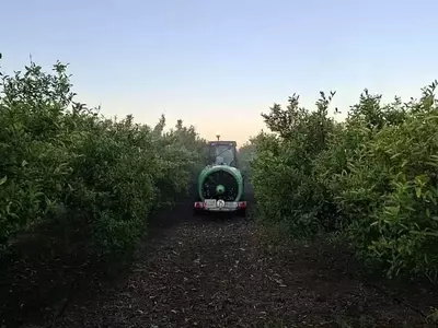 España: Horarios Restringidos para el Control de Plagas Agrícolas por Ordenanzas Municipales