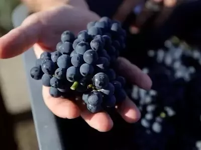La ola de calor en Francia: La vendimia se adelanta para salvar la calidad del vino