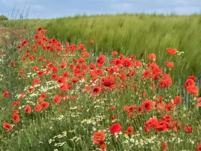 Agricultura Ecológica de Trigo Supera en Rentabilidad a los Cultivos Convencionales con Franjas Florales