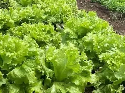 Ingeniería Genética en Lechugas: Producción de Mioglobina para Alternativas Cárnicas