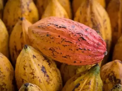 Colombia: Un Líder Global en Cacao Fino y de Aroma