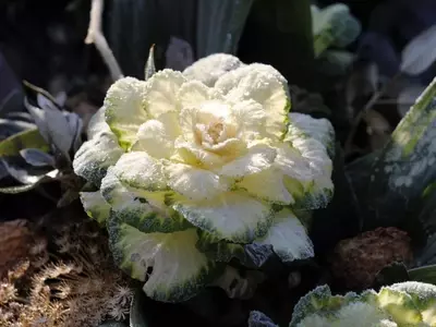 Cultivando en Invierno: Guía Completa para un Huerto Productivo y Protegido