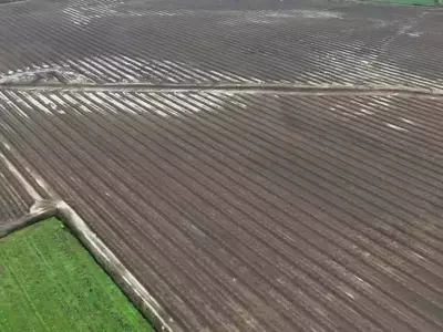Impacto de las Lluvias en la Producción de Avellano Europeo en Chile