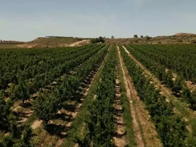 Plantas Aromáticas: Escudo Natural para Huertos y Jardines