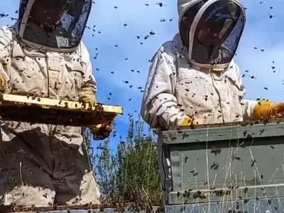 Innovación apícola: el éxito de dos mujeres en la cría de abejas reina en un pueblo español