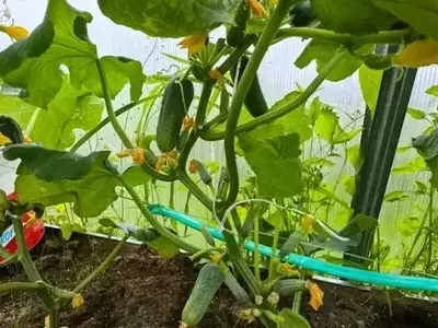 Optimización del Cultivo de Pepino: El Potasio Clave para Rendimiento y Calidad