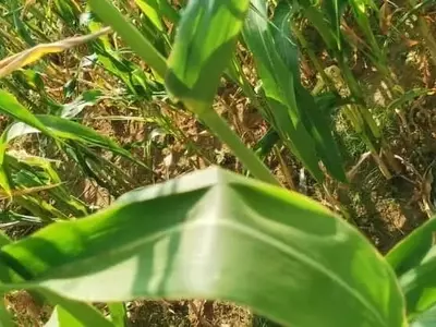 Potenciando el Maíz Argentino: La Nutrición como Clave del Rendimiento