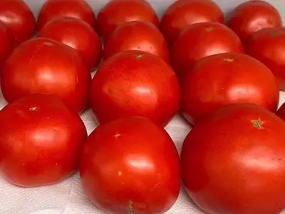 Mejora del crecimiento del tomate en condiciones de calor mediante microbios personalizados