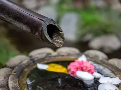 Diseñando Jardines Sensoriales: Una Guía Completa del Paisajismo Sonoro