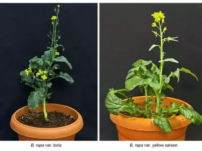 Descifrando la genética de la mostaza para optimizar su aceite en India