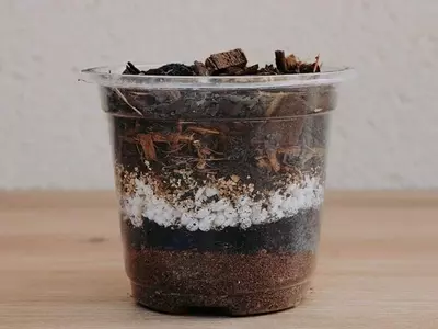 Plantil World: Innovación en Sustratos y Sistema de Riego para Plantas Tropicales