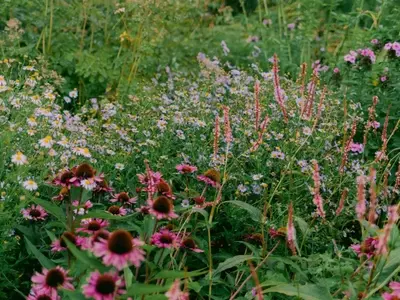Renaturalización de Jardines: Creando Belleza Sostenible