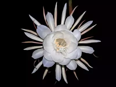 El Encanto Nocturno: Jardines Que Cobran Vida al Anochecer