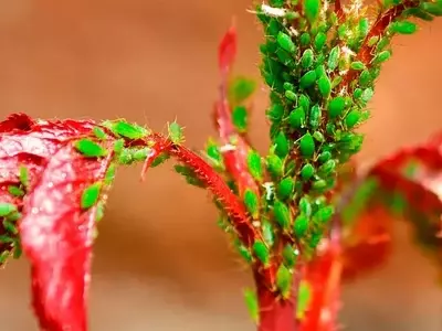Control Integrado de Plagas en Rosales: Guía Completa para un Jardín Saludable