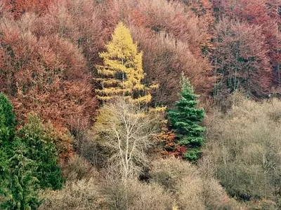 La Resiliencia de los Ecosistemas Forestales: El Poder de la Biodiversidad frente al Cambio Climático