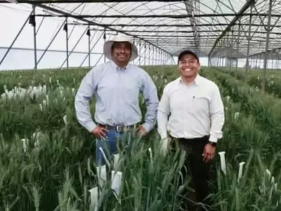 Innovación en Trigo: CIMMYT Lidera la Investigación de Variedades Resistentes en México