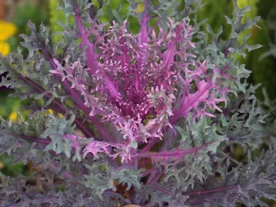 Descubre el Kale: Variedades, Beneficios y Recetas Saludables