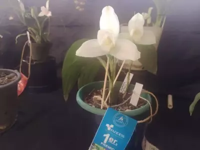 Celebración Floral: Ferias de Orquídeas Unen Aficionados y Expertos