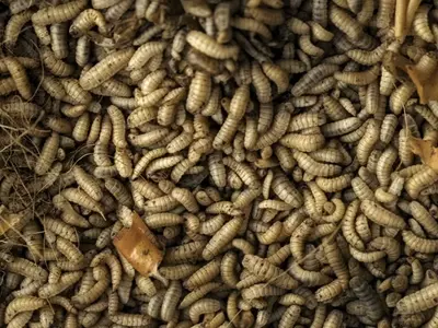 La mosca soldado negra: una solución revolucionaria para el compostaje y la economía circular