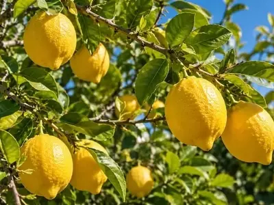 Preparación Óptima del Limonero para una Floración Primaveral Exitosa