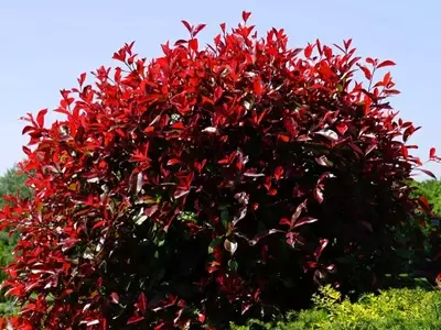 Plantas Exterior Resistentes: Jardines Vibrantes Todo el Año