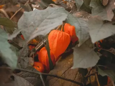 Descubre el Physalis: Cultivando la 'Fruta de Oro' en tu Hogar