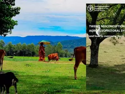 Desmintiendo Conceptos Erróneos en Sistemas Agrosilvopastoriles para una Gestión Sostenible