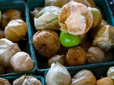 Cultivo de Tomatillo Mexicano: De la Semilla a la Salsa Casera