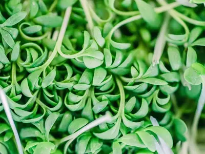 Guía Definitiva para el Cultivo Doméstico de Microvegetales