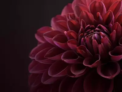 Descubre el misterio y la sofisticación de las flores de tonalidades oscuras para embellecer tu jardín