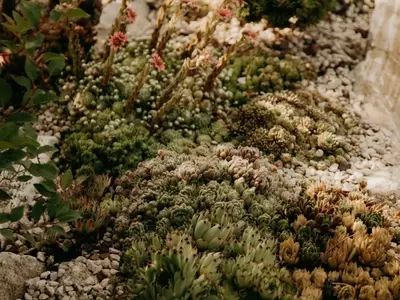 Jardines de Grava: La Revolución del Paisajismo Sostenible y sin Malezas