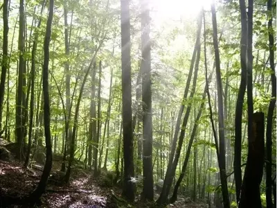 La Madera de Tensión: El Secreto de los Árboles para Enderezar sus Troncos