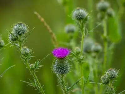 Cardo Mariano: Cultivo, Beneficios y Consideraciones de Salud