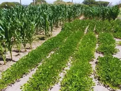 Argentina: Estrategias de Cultivo Estival para la Resiliencia Hídrica