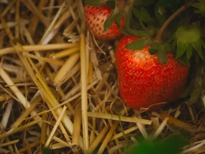 Mantillo para Jardín: Guía Completa de Protección y Ahorro