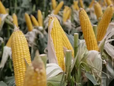Innovación Agrícola: El Tratamiento de Semillas Inflect para el Maíz