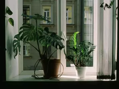 Detectando y Ajustando la Iluminación Ideal para el Crecimiento de tus Plantas de Interior