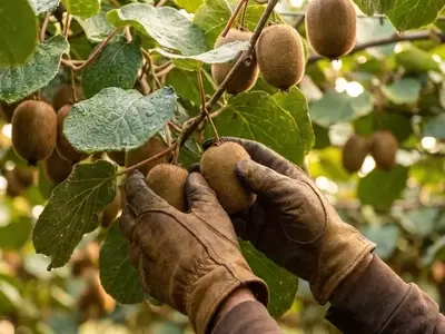 Oportunidad de Voluntariado en Huertos Sostenibles y Focos Históricos: Una Alternativa de Vida y Crecimiento