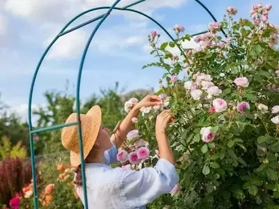 Rosas: la evolución del cultivo transformó su floración y aroma