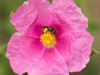 Doñana, un santuario vital para la diversidad de abejas en España