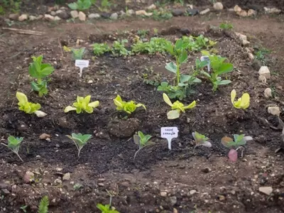 Cultivo de hortalizas de rápido crecimiento: Guía esencial para un huerto próspero