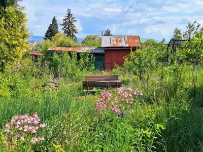 El Resurgir de los Jardines Silvestres: La Belleza de lo Espontáneo